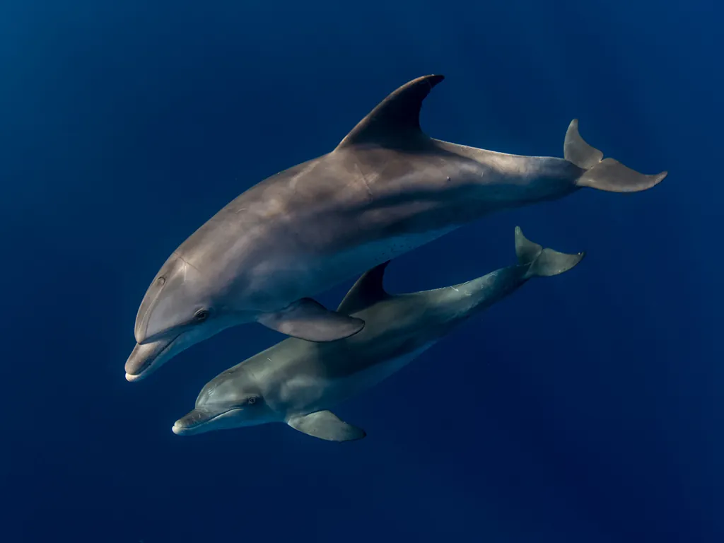 Marsa shagra delfin