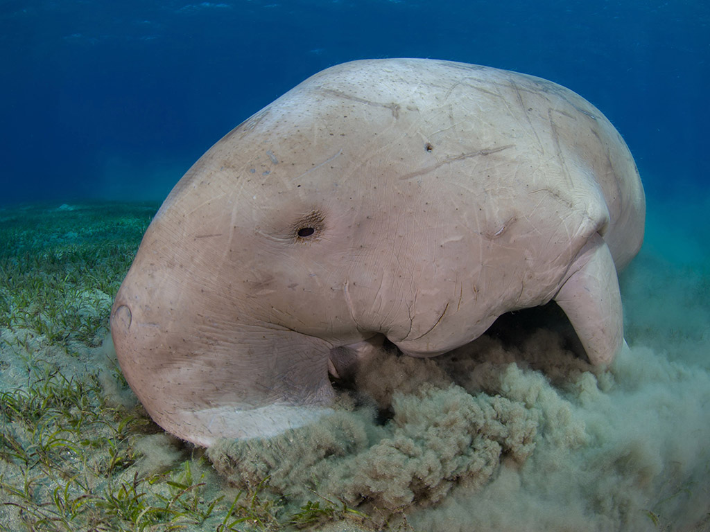 Marsa shagra dugong