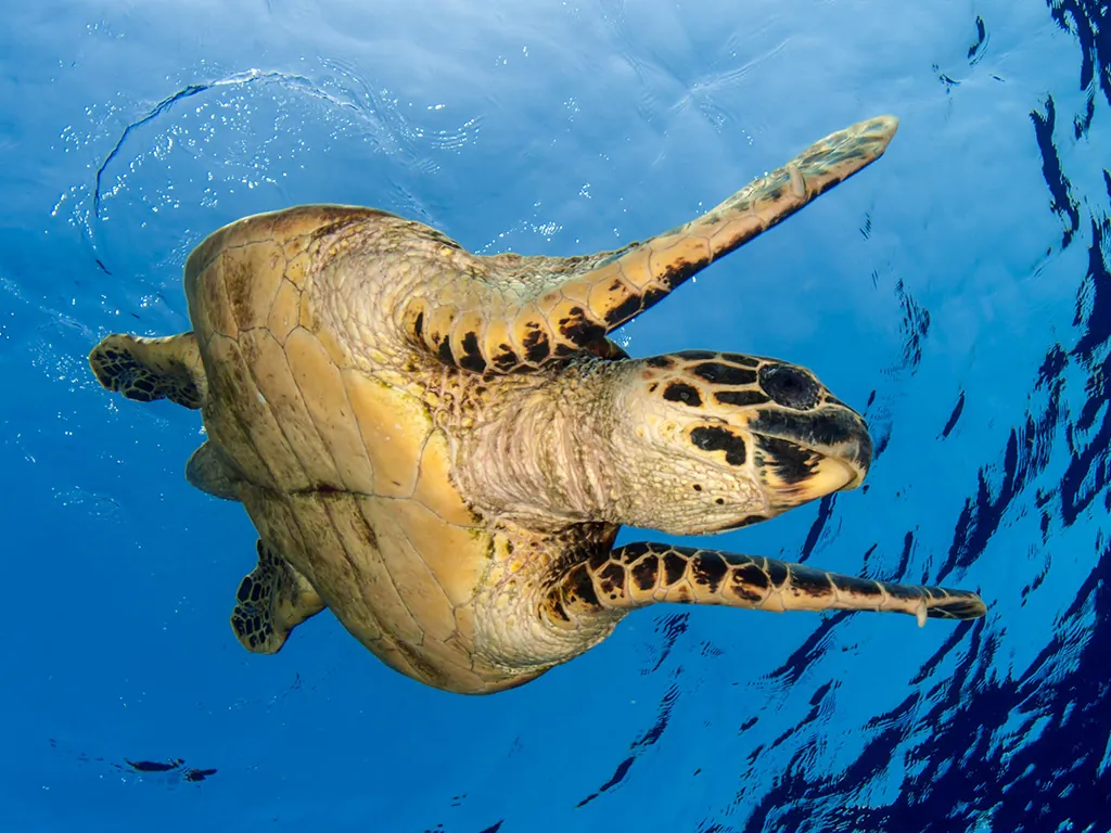 Marsa shagra teknős